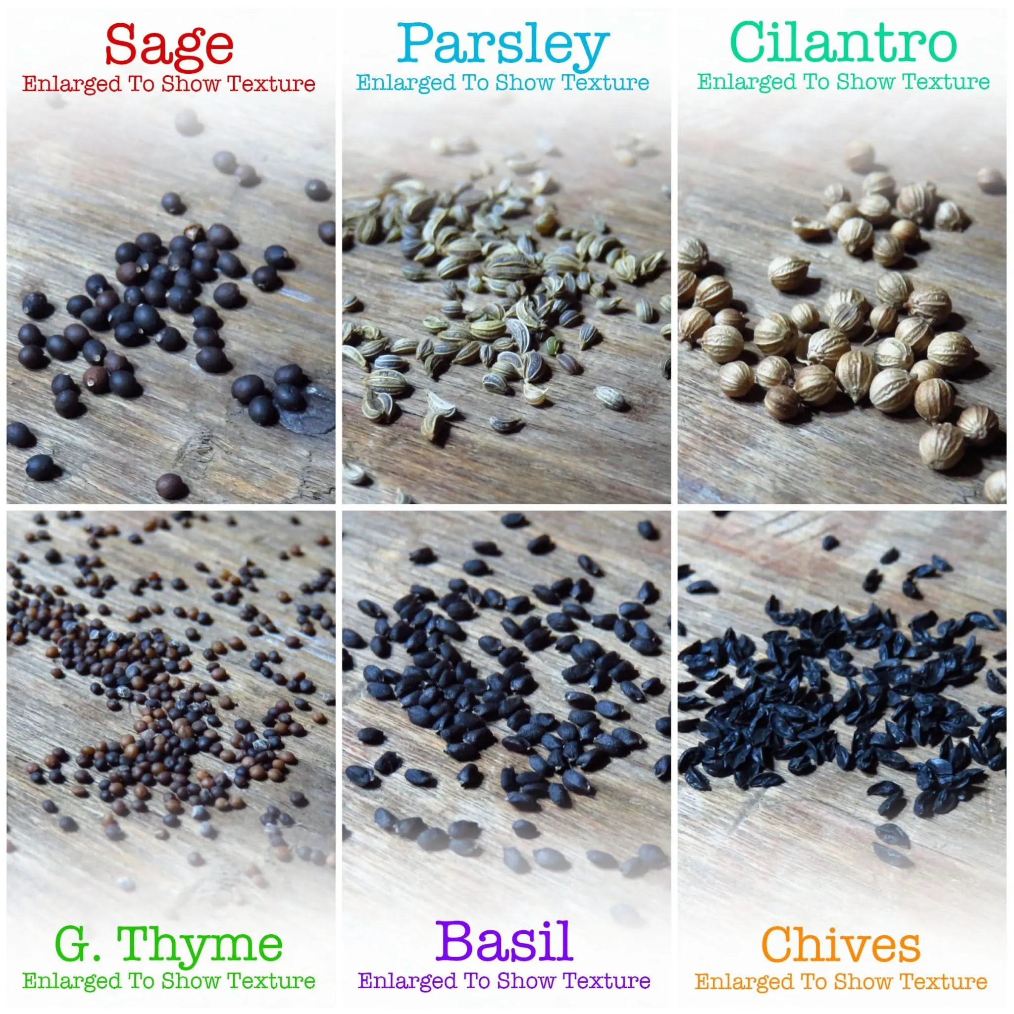 Culinary Herb Seed Collection